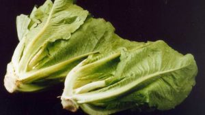 2 romaine lettuces pictured against a black background