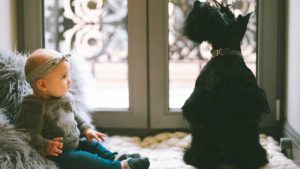 dogs-and-babies
