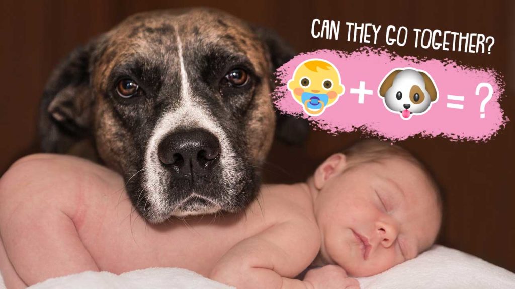 dogs-and-babies